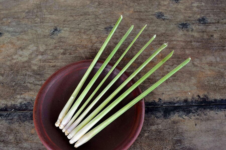 Fresh lemongrass stalks bundled