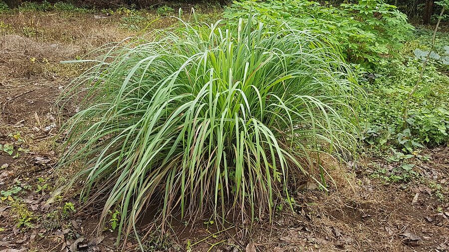 Tanglad (lemongrass) stalks freshly cut